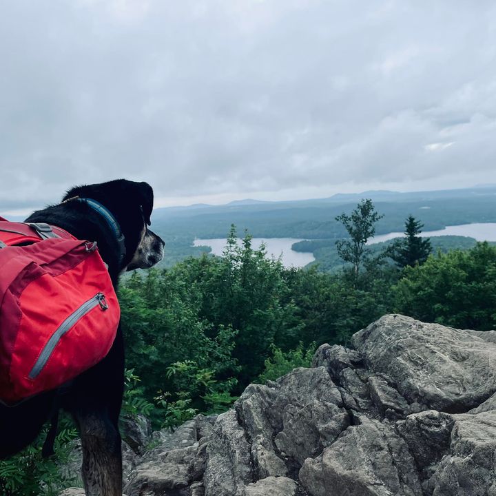 Genevieve_Pigeon_WRcA