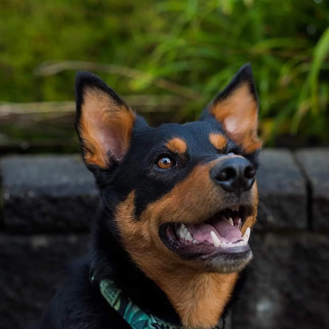 Kelvinthekelpie