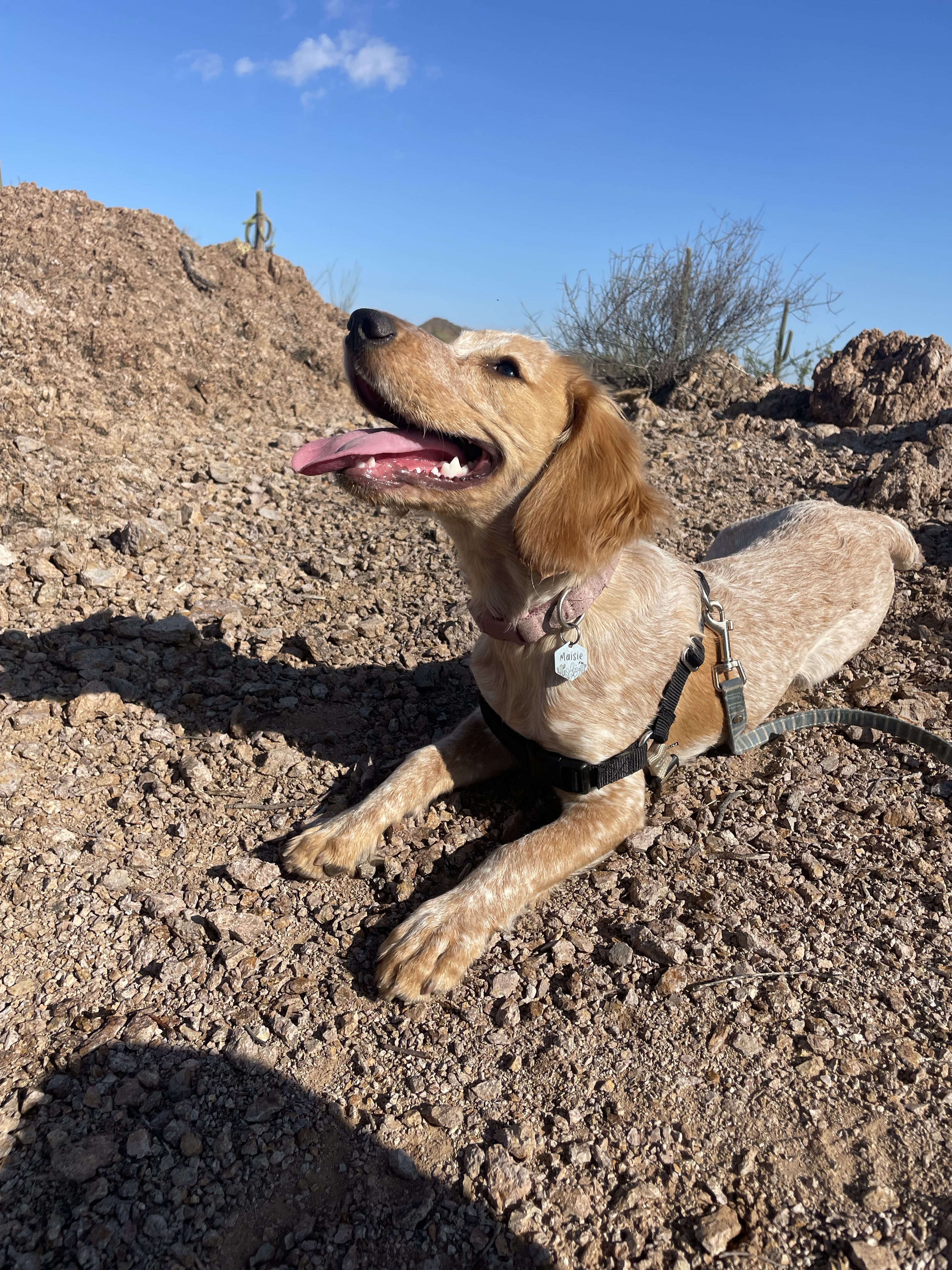 EnglishCocker.Maisie