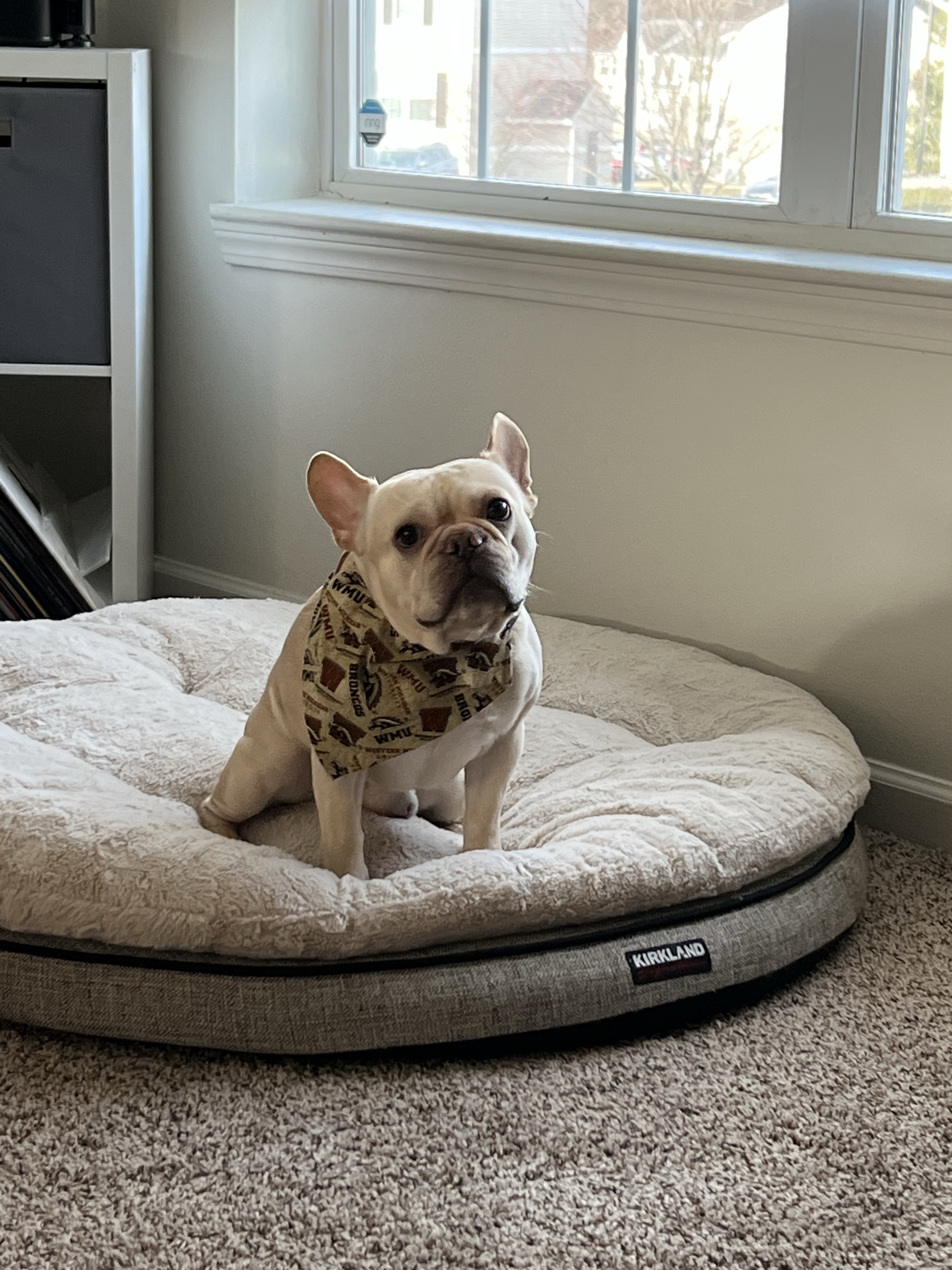 Eddie_the_Frenchie
