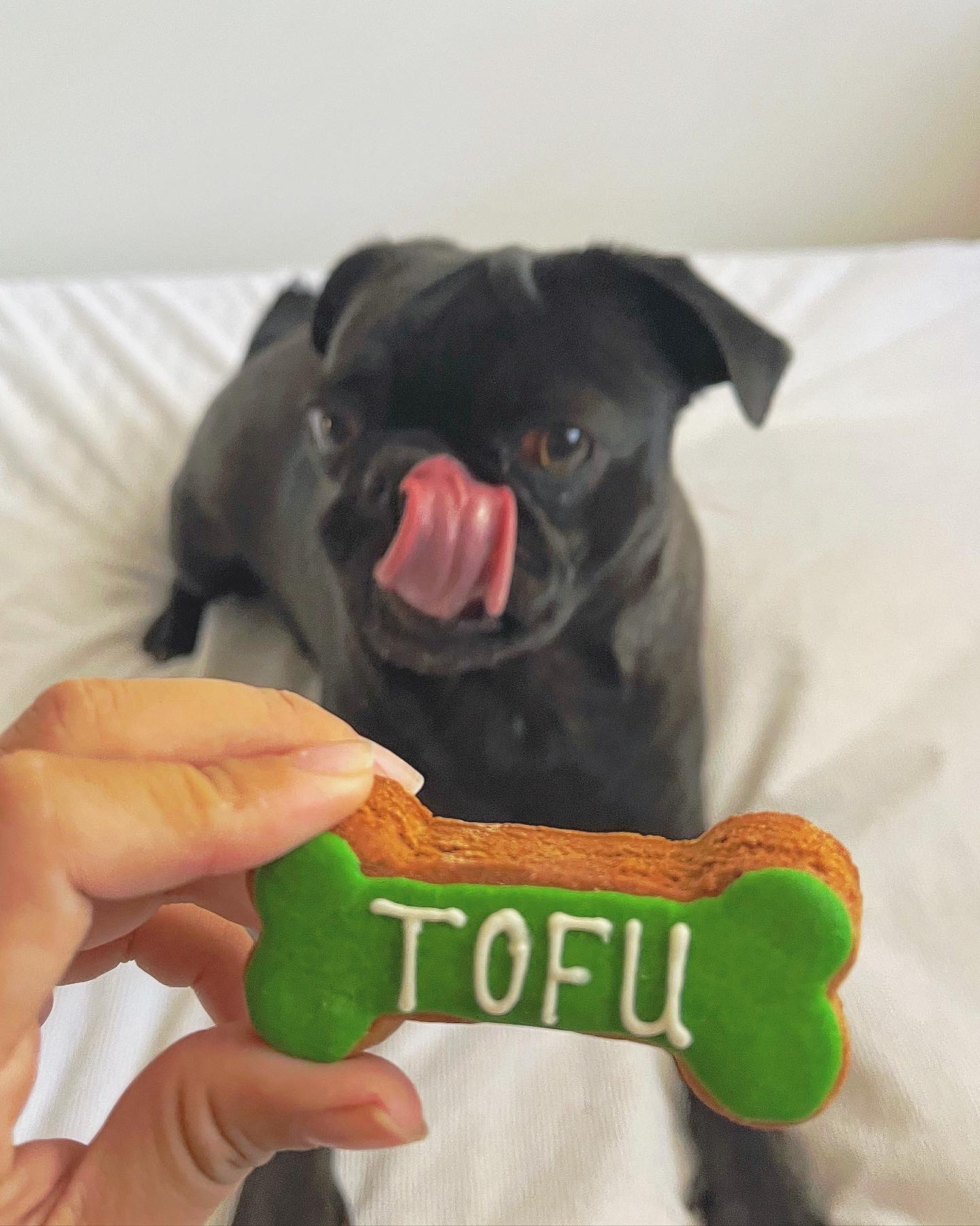 tofu.the.black.pug