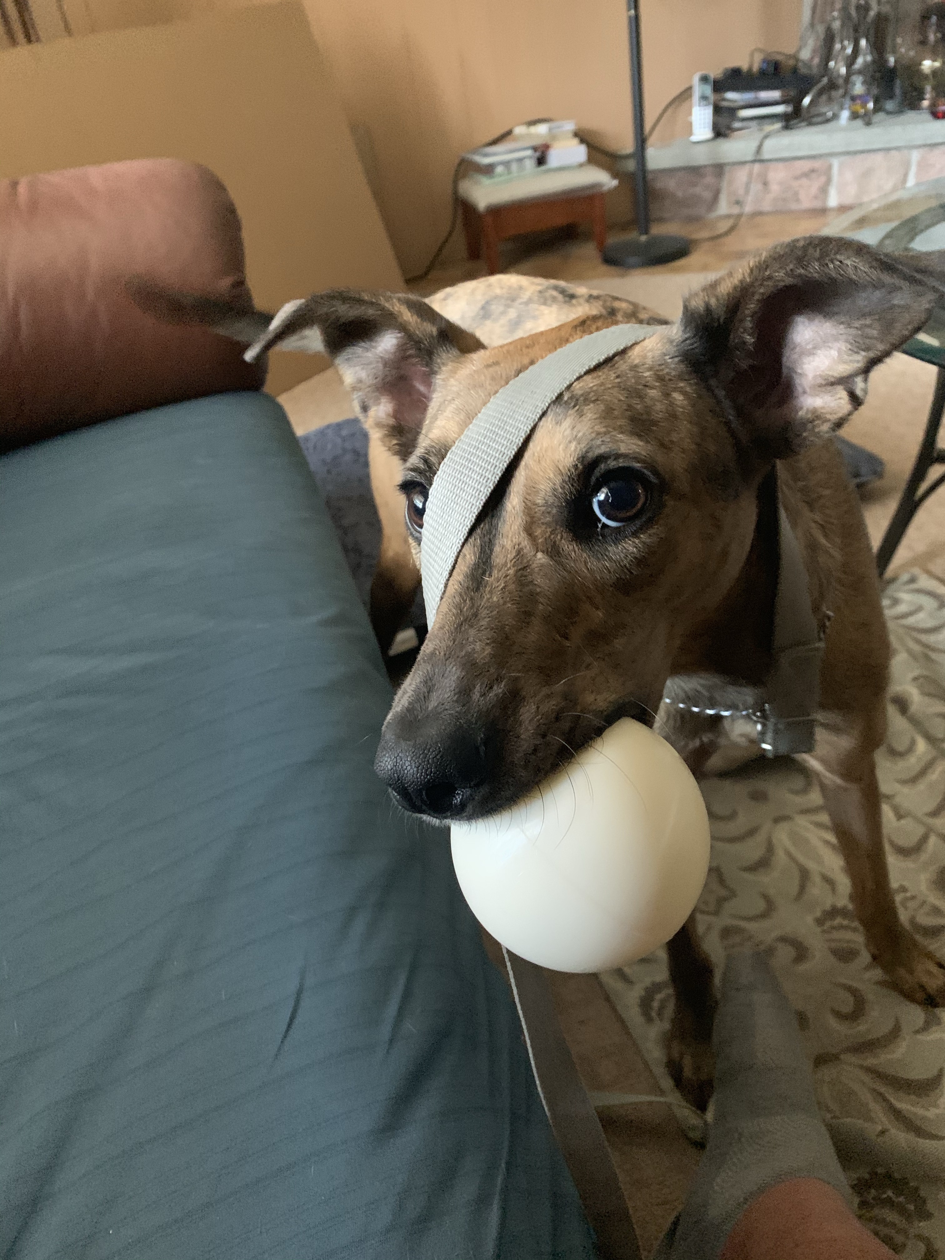 Tigresa.Speed.Noodle