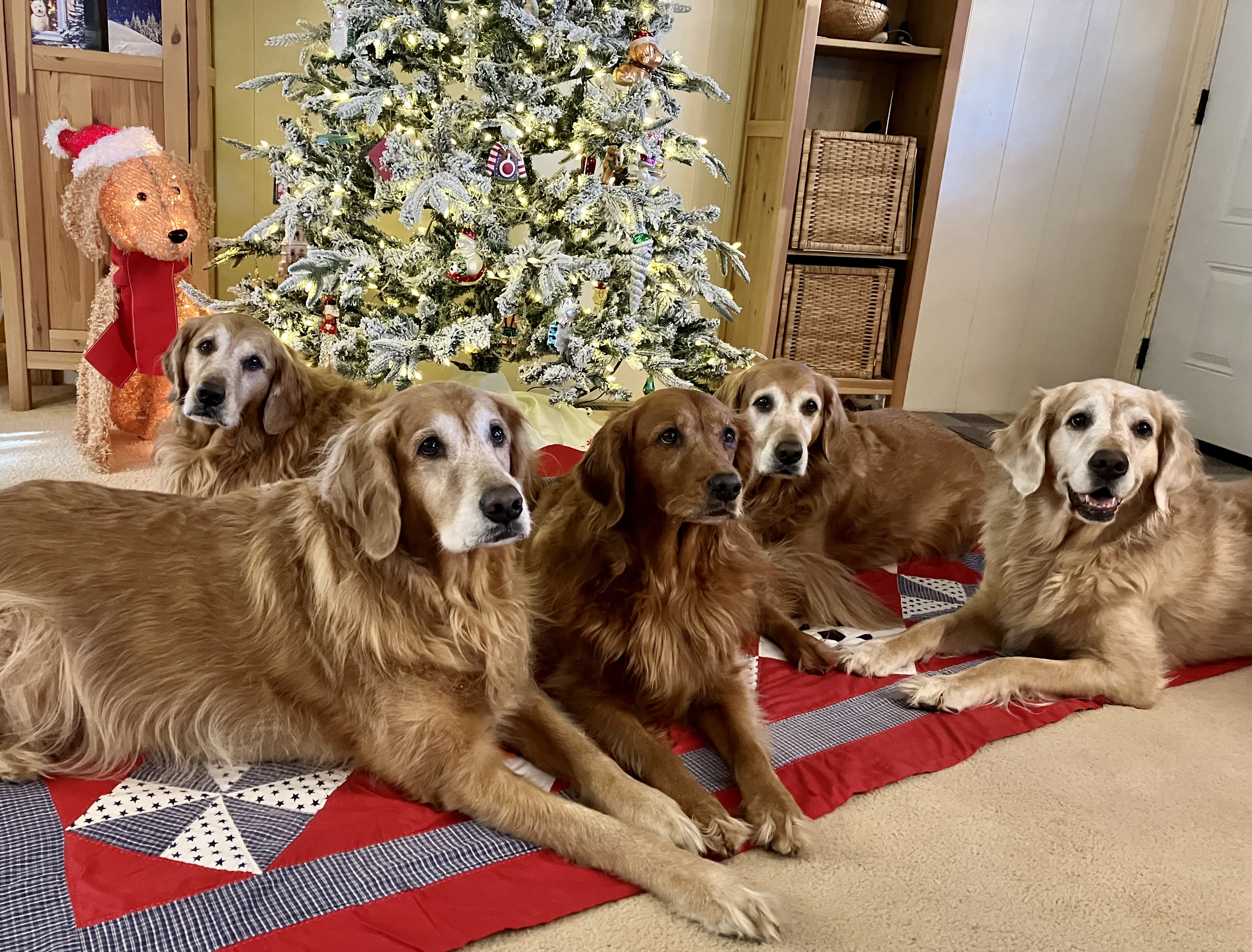 5Goldens