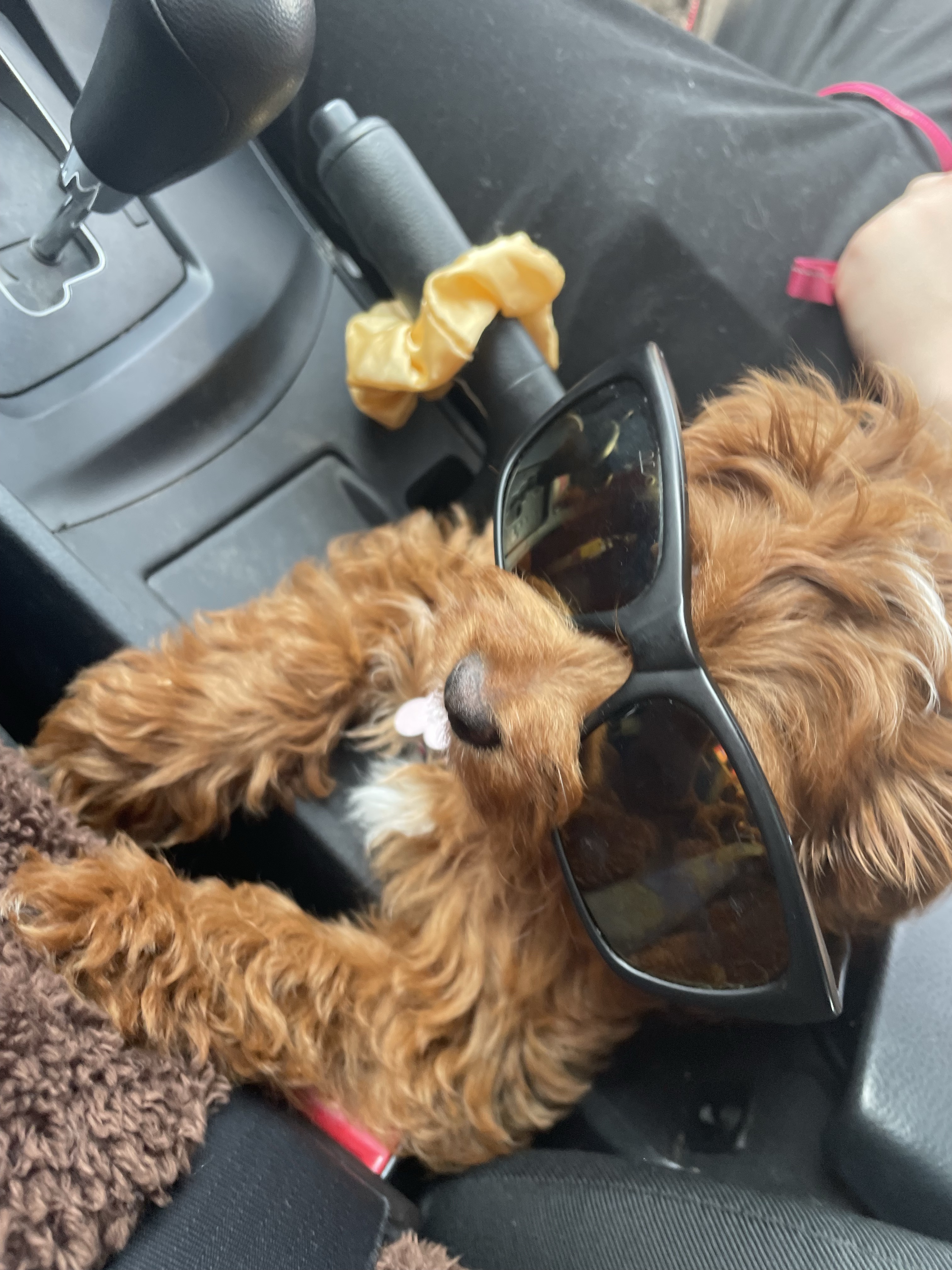 Lillytheminicockapoo